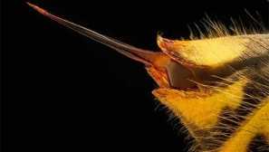 Jak a jak je osa věcí bodnutí z operačního systému nebo kousnutí